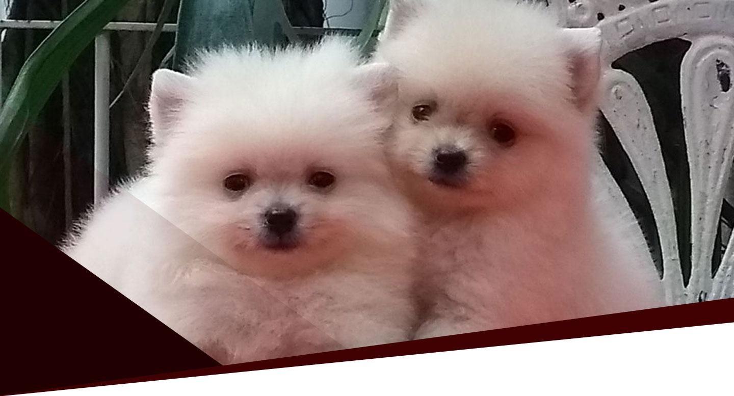 Slide/Banner de Destaques